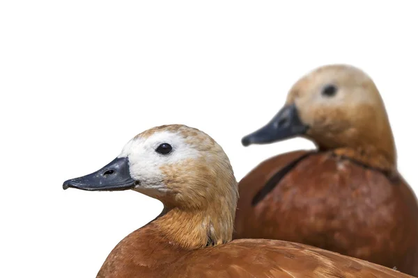 Cute Duck Isolated Bird White Background Bird Ruddy Shelduck Tadorna — Stock Photo, Image