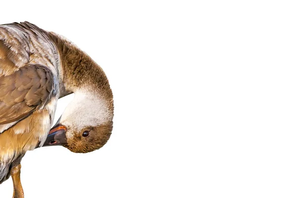 Pato Giro Pássaro Isolado Fundo Branco Pato Comum Pochard Crista — Fotografia de Stock