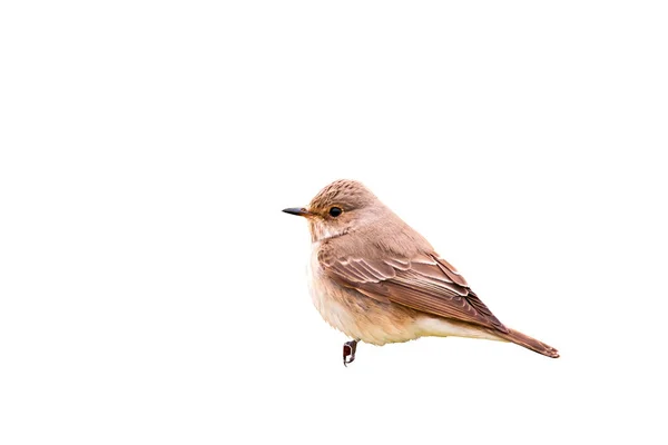 Isolated Cute Little Bird White Background — Stock Photo, Image