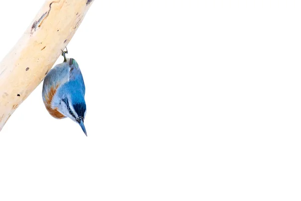 Uccello Isolato Nuthatch Fondo Bianco — Foto Stock
