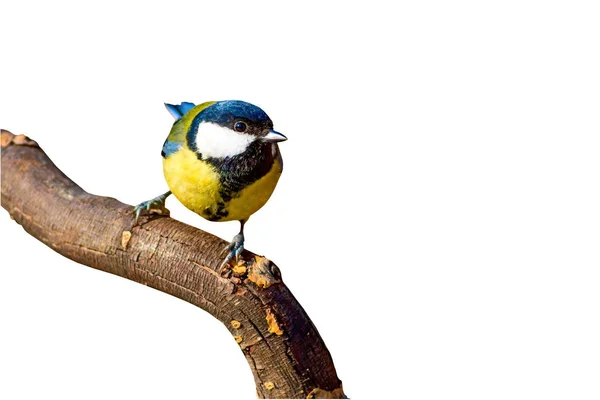 Pájaro Aislado Fondo Blanco Pájaro Gran Teta Parus Major — Foto de Stock