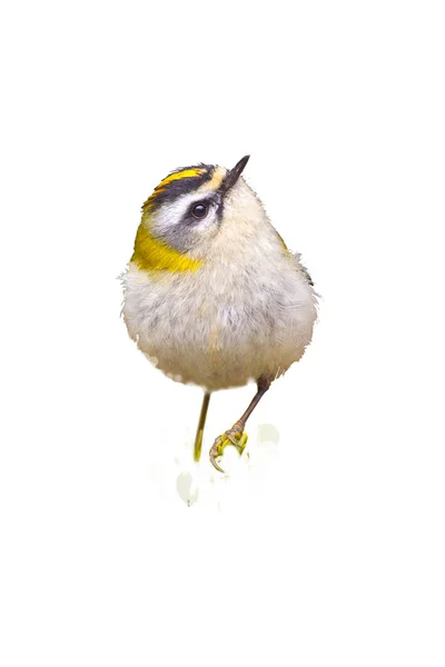 Lindo Pajarito Foto Aislada Aves Fondo Blanco Bird Common Firecrest — Foto de Stock