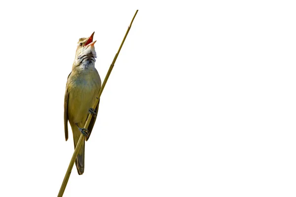 Şarkı Söyleyen Sevimli Kuş Zole Kuş Fotoğrafı Beyaz Arka Plan — Stok fotoğraf
