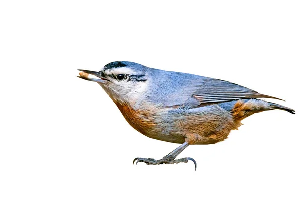 Einsamer Vogel Kleiber Weißer Hintergrund — Stockfoto