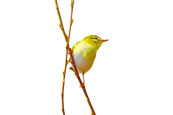 Niedlichen Kleinen Gelben Vogel Einsamer Vogel Weißer Hintergrund — Stockfoto