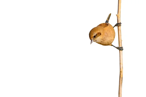 Niedlicher Kleiner Vogel Einsamer Vogel Weißer Hintergrund Vogel Eurasische Pendelmeise — Stockfoto