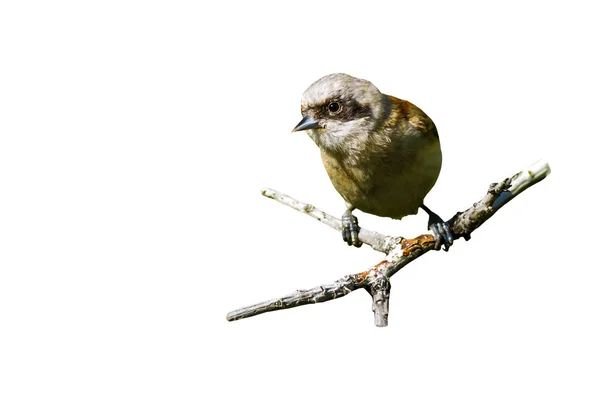 Cute little bird. Isolated bird. White background. Bird: Eurasian Penduline Tit. Remiz pendulinus.
