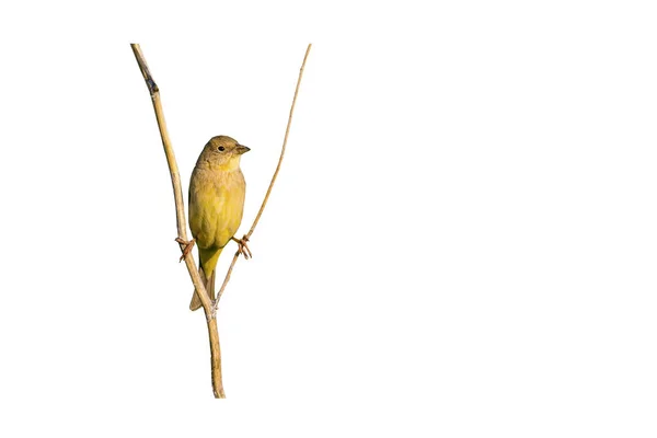Isolated bird. Cute little bird. Isolated bird and branch. White background.