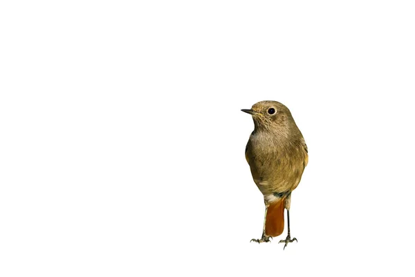 Pássaro Bonito Isolado Fundo Branco Noiva Black Redstart Phoenicurus Ochruros — Fotografia de Stock