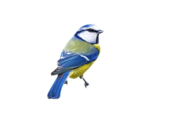 Colorful Bird Blue Tit Isolated Cute Bird White Background — Stock Photo, Image