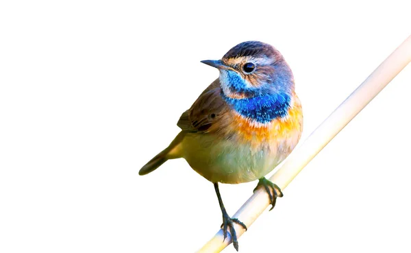 Sevimli Kuş Mavi Gırtlak Luscinia Svecica Zole Edilmiş Bir Kuş — Stok fotoğraf