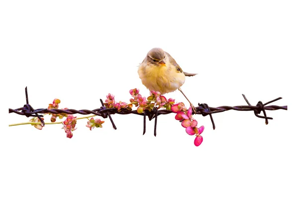 Isolierter Vogel Auf Stacheldraht Weißer Hintergrund — Stockfoto