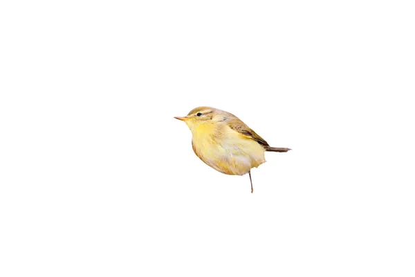 Isoliert Niedlichen Vogel Weißer Hintergrund Gemeiner Vogel — Stockfoto