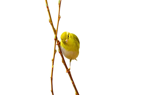 Schattige Kleine Gele Vogel Geïsoleerde Vogel Witte Achtergrond — Stockfoto