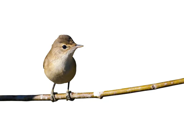 Pájaro Aislado Lindo Pajarito Pájaro Rama Aislados Fondo Blanco —  Fotos de Stock