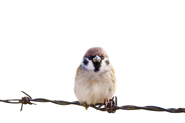 Isolated Cute Little Bird Bird Barbed Wire White Background — Stock Photo, Image
