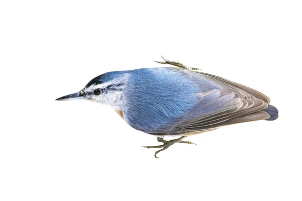 Zole Kuş Sıvacı Kuşu Beyaz Arka Plan — Stok fotoğraf
