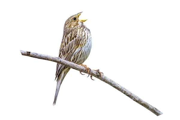 Singender Süßer Vogel Isoliertes Vogelfoto Weißer Hintergrund — Stockfoto