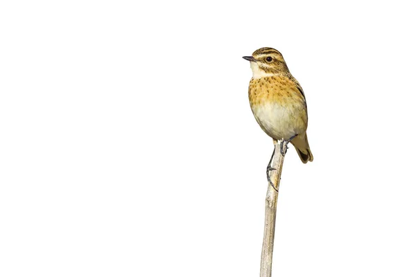 Sevimli Küçük Kuş Zole Kuş Dal Beyaz Arka Plan Kuş — Stok fotoğraf