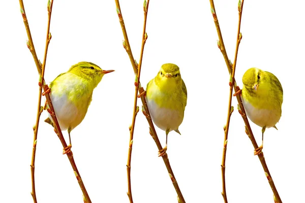 Niedlichen Kleinen Gelben Vogel Einsamer Vogel Weißer Hintergrund — Stockfoto