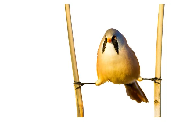 Lindo Pajarito Divertido Pájaro Rama Aislados Fondo Blanco Reedling Barbudo — Foto de Stock