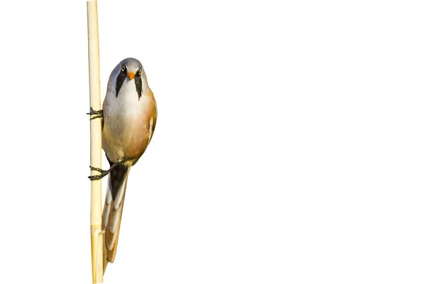 Cute Little Funny Bird Isolated Bird Branch White Background Bird — Stock Photo, Image