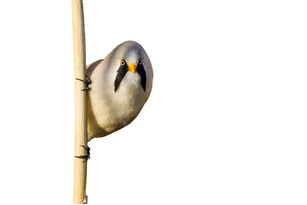 Que Passarinho Engraçado Aves Isoladas Galhos Fundo Branco Pássaro Reedling — Fotografia de Stock