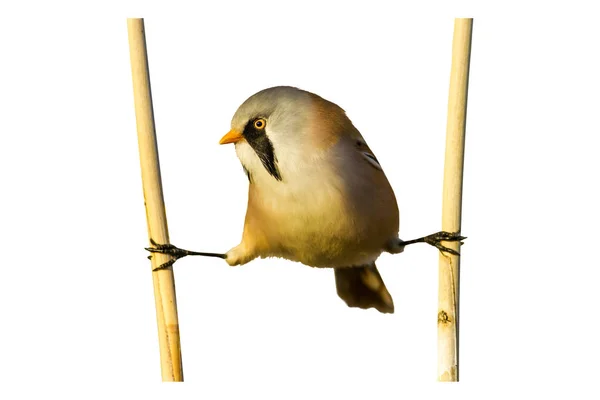 かわいい小さな面白い鳥 孤立した鳥と枝 白い背景 ひげを生やしたリードリング パヌルス ビアルミカス — ストック写真
