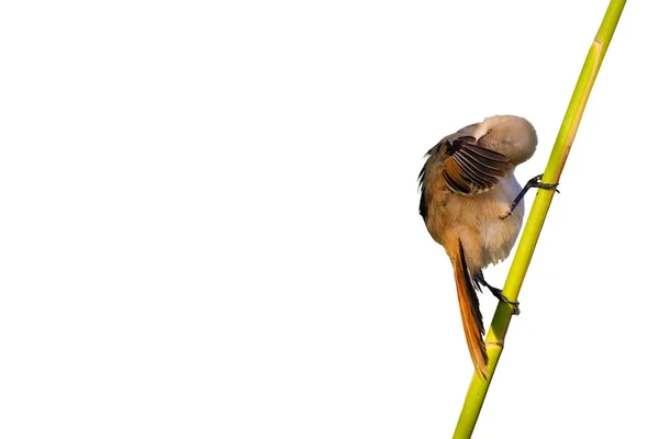 Cute Little Funny Bird Isolated Bird Branch White Background Bird — Stock Photo, Image