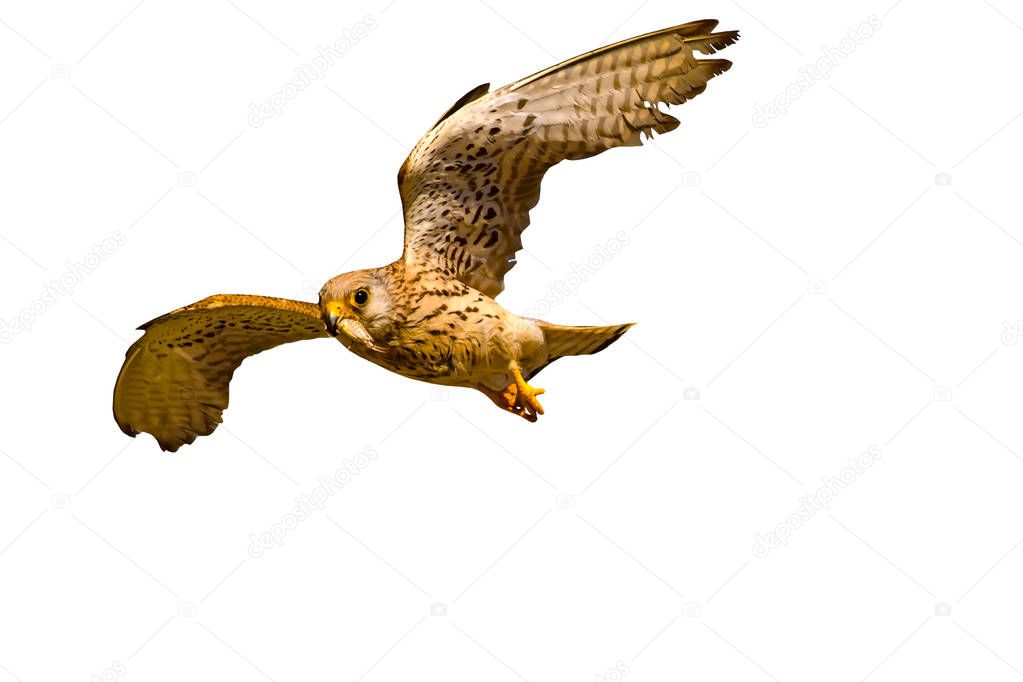 Flying falcon with its hunt. Isolated wild bird. White background. Falcon little kestrel. 