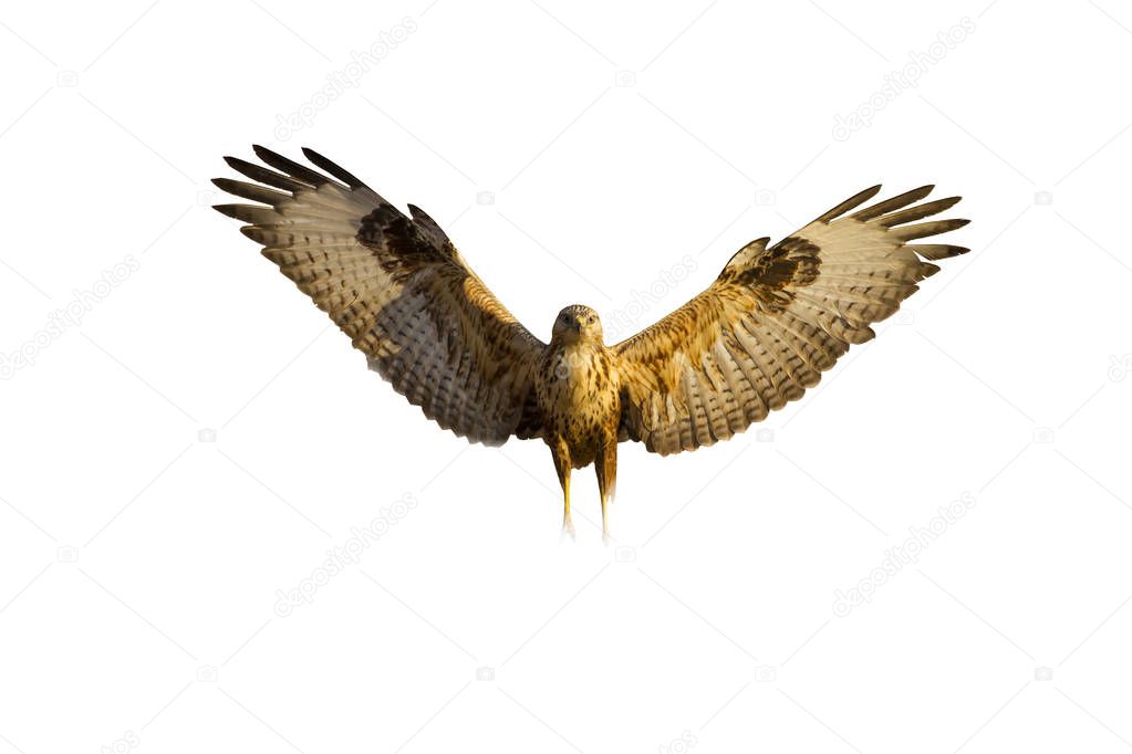 Flying Hawk. Isolated bird. White background. Bird: Long legged Buzzard Buteo rufinus.   