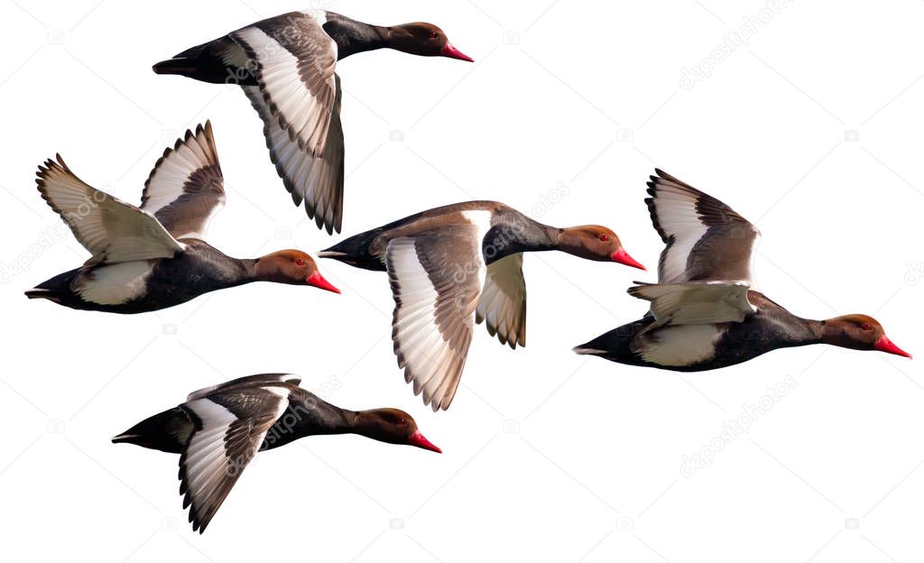 Flying isolated ducks. White background. Ducks: Red crested Pochard. Netta rufina.