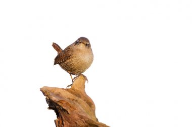Sevimli küçük kuş. İzole kesilmiş kuş görüntüsü. Beyaz arka plan. Kuş: Avrasya Çit kuşu. Troglodytes troglodytes.