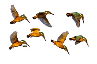 Renkli kuş kingfisher. İzole kuşlar. Beyaz arka plan. Kuşlar: Ortak Kingfisher. Alcedo atthis.