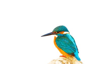 İzole kuş. Kingfisher. Beyaz arka plan. Kuş: Ortak Kingfisher. Alcedo atthis.