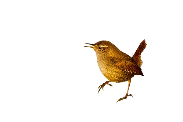 Joli Oiseau Littel Isolé Couper Image Oiseau Fond Blanc Oiseau — Photo