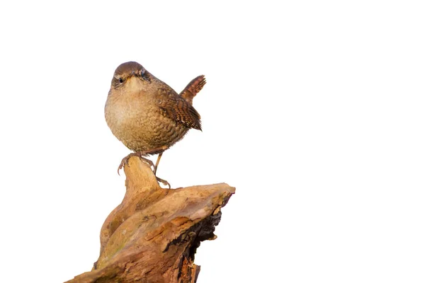 Niedlicher Wurfvogel Isoliert Ausgeschnittenes Vogelbild Weißer Hintergrund Vogel Zaunkönig Troglodytes — Stockfoto