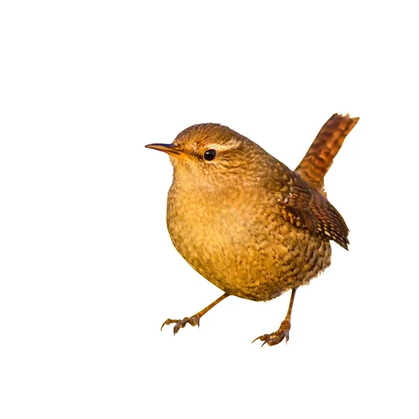 Joli Oiseau Littel Isolé Couper Image Oiseau Fond Blanc Oiseau — Photo