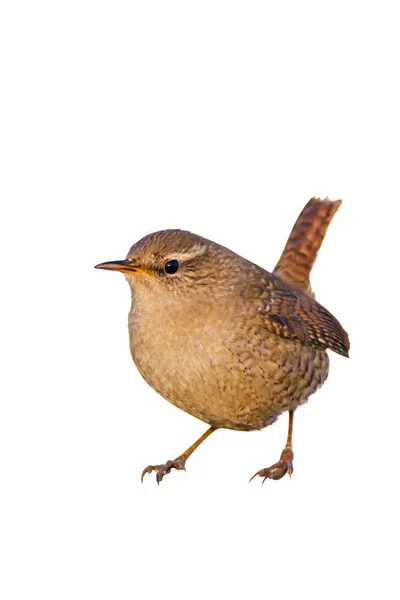 Niedlicher Wurfvogel Isoliert Ausgeschnittenes Vogelbild Weißer Hintergrund Vogel Zaunkönig Troglodytes — Stockfoto