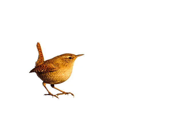 Niedlicher Wurfvogel Isoliert Ausgeschnittenes Vogelbild Weißer Hintergrund Vogel Zaunkönig Troglodytes — Stockfoto