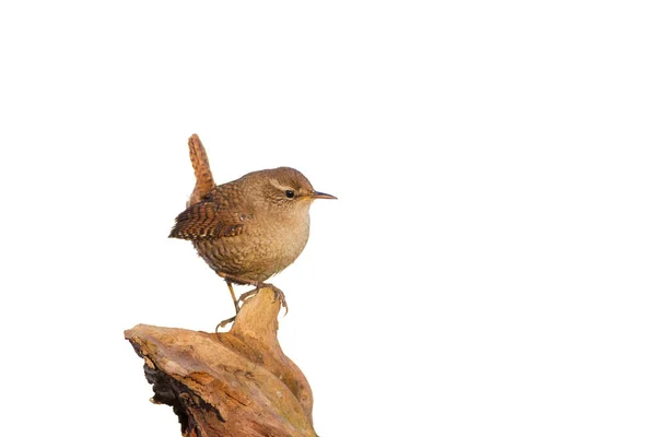 Lindo Pájaro Littel Imagen Aislada Pájaro Cortado Fondo Blanco Bird — Foto de Stock