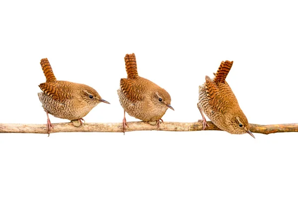 Pajaritos Lindos Aislados Fondo Blanco Bird Eurasian Wren Inglés Trogloditas —  Fotos de Stock