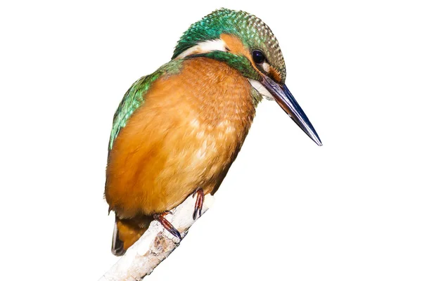 Pássaro Isolado Kingfisher Fundo Branco Bird Common Kingfisher Alcedo Nisto — Fotografia de Stock