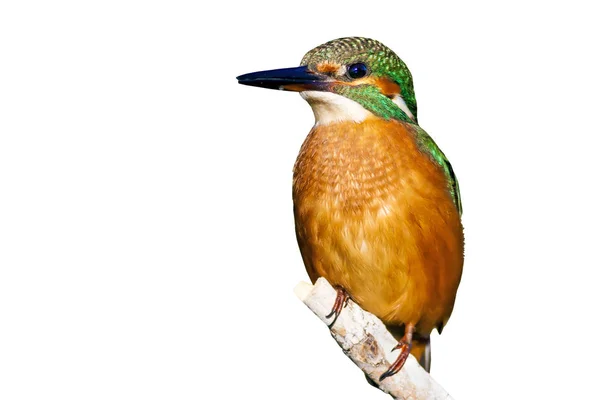 Isolerad Fågel Kingfisher Vit Bakgrund Fågel Gemensam Kungsfiskare Alcedo Atthis — Stockfoto