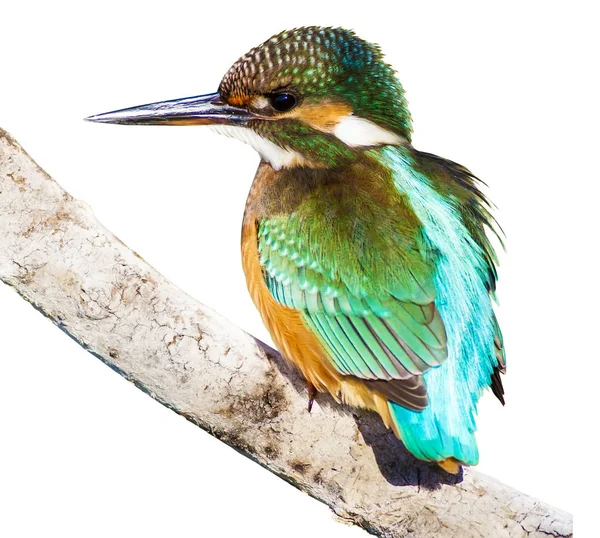 Oiseau Isolé Kingfisher Fond Blanc Oiseau Martin Pêcheur Commun Alcedo — Photo