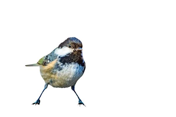 Niedlicher Kleiner Vogel Einsamer Vogel Weißer Hintergrund Vogel Kohlmeise Periparus — Stockfoto