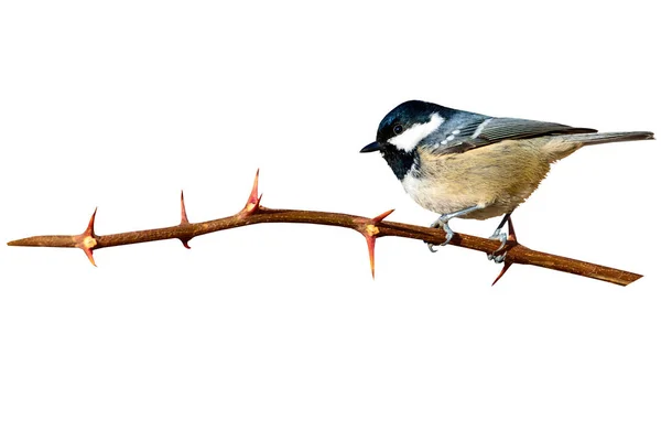 Niedlicher Kleiner Vogel Einsamer Vogel Weißer Hintergrund Vogel Kohlmeise Periparus — Stockfoto