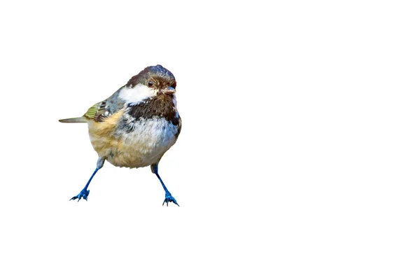 Niedlicher Kleiner Vogel Einsamer Vogel Weißer Hintergrund Vogel Kohlmeise Periparus — Stockfoto
