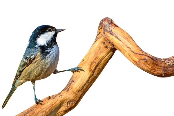 Lindo Pajarito Pájaro Aislado Fondo Blanco Pájaro Teta Carbón Periparus — Foto de Stock