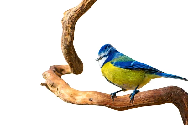 Roztomilá Modrá Cecko Izolovaný Pták Větev Bílé Pozadí — Stock fotografie